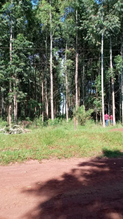 Oferto Terreno de 5 Hectareas de Eucalipto Titulado — foto 2