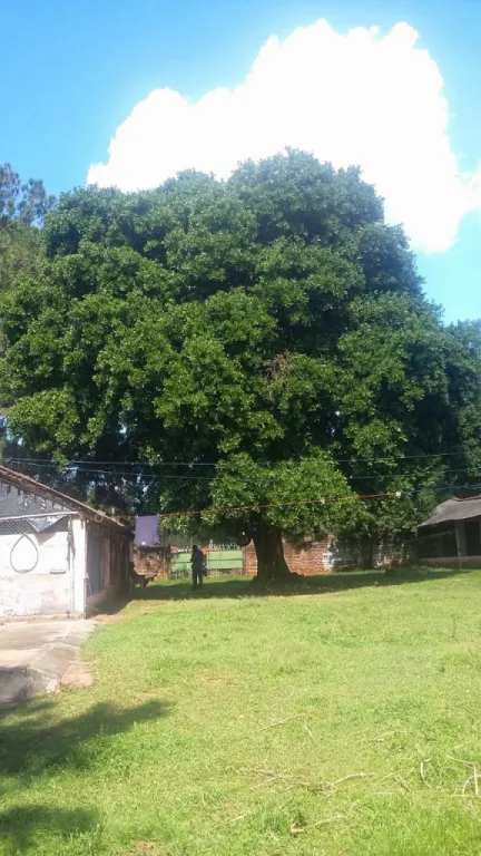 VENDO EN LUQUE — foto 3
