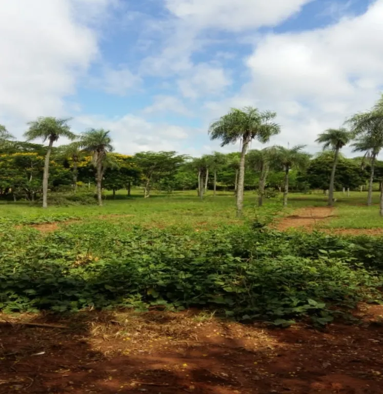 VENDO Terreno ubicado en Luque–Limpio — foto 3