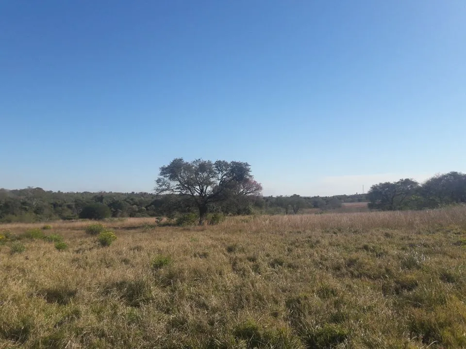 VENDO 45 HECTAREAS EN PARAGUARI CERCA DE CAÑADA, ROQUE GONZALES COD 3449 — foto 2