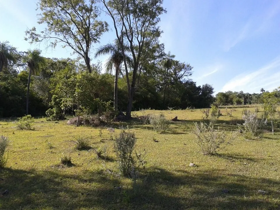 VENDO 45 HECTAREAS EN PARAGUARI CERCA DE CAÑADA, ROQUE GONZALES COD 3449 — foto 3