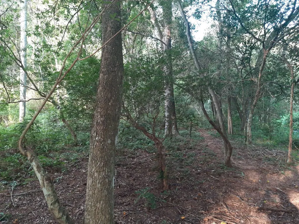 Oferta de 5 ha.en Samber — foto 2