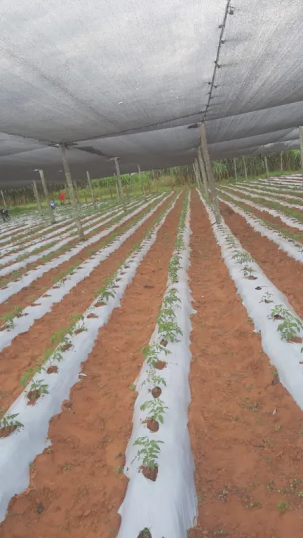 PIRIBEBUY: EXUBERANTE VEGETACIÓN: AGRÍCOLA FORESTAL — foto 2