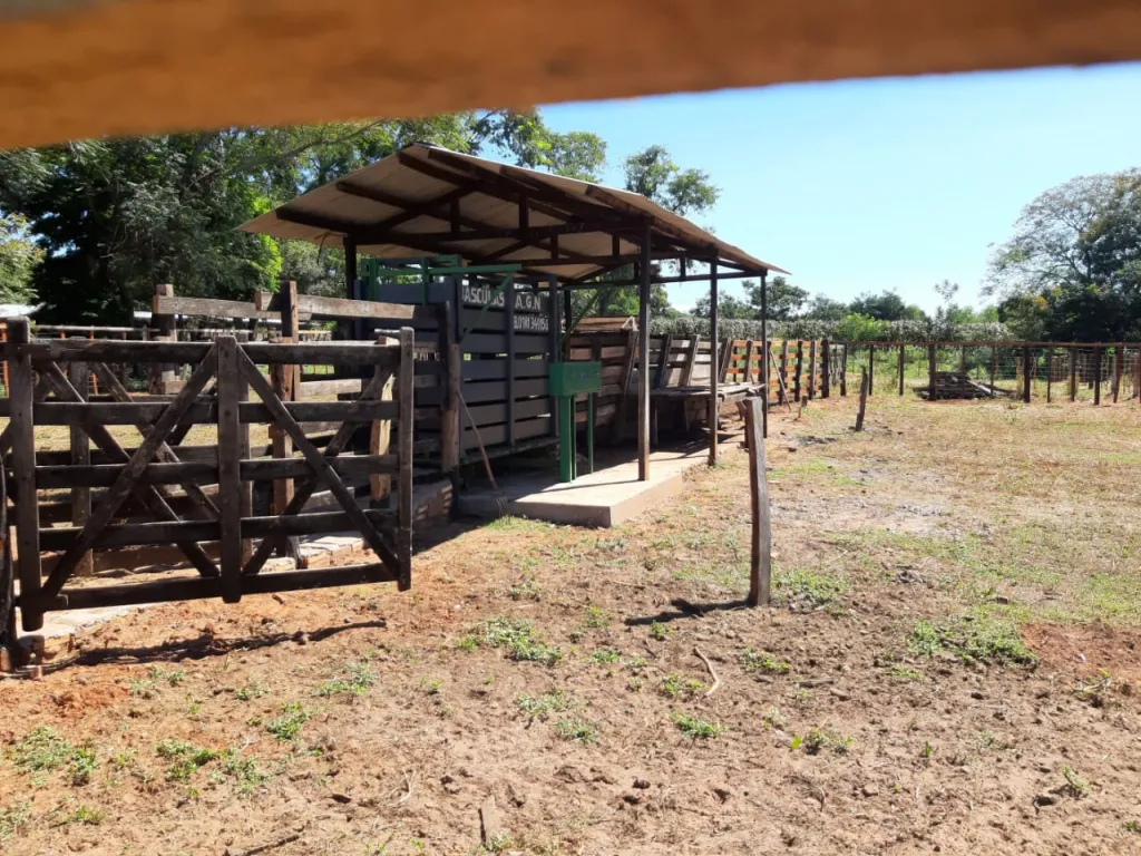 PIRIBEBUY: EXUBERANTE VEGETACIÓN: AGRÍCOLA FORESTAL — foto 3