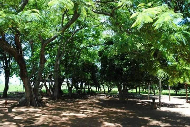 ACAHAY: 135 HECTÁREAS, VENDO FRACCIONADO C BOSQUES Y PASTURAS – 15.000.000 GSHA. — foto 2