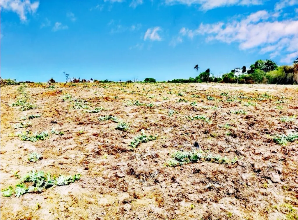 200 HECTAREAS EN SAN PEDRO DEL PARANA — foto 3