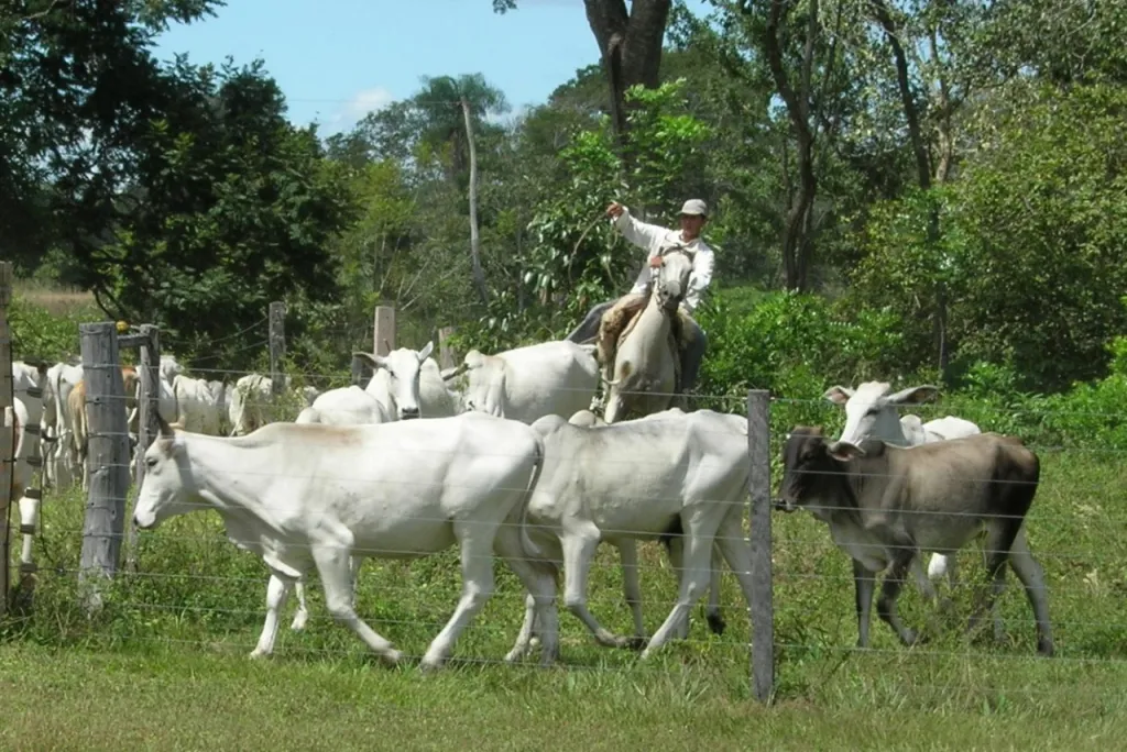 Vendo ESTANCIA en CONCEPCION - Río Aquidabán — foto 3