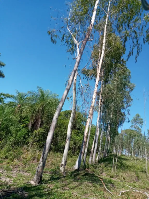 Vendo Terreno en zona de Santani, Punta Suerte, 7 Hectáreas, insuperable oferta — foto 3