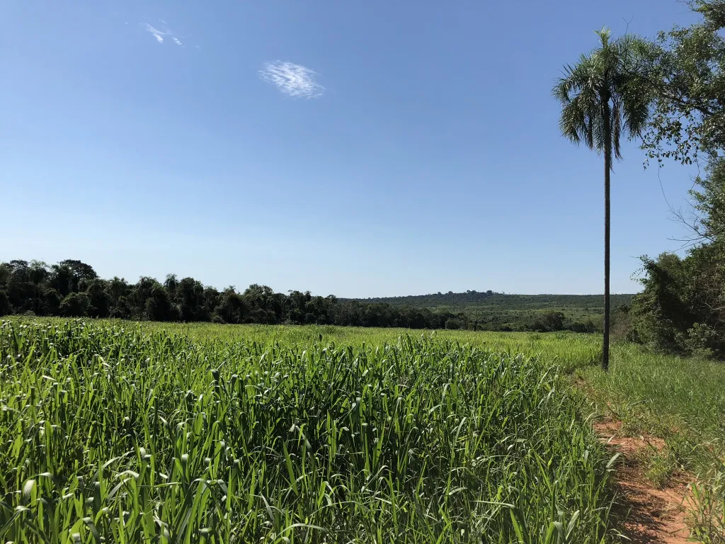 Atención Inversionistas...Vendo campo de 50 ha sobre ruta en Departamento de Canindeyu. — foto 2