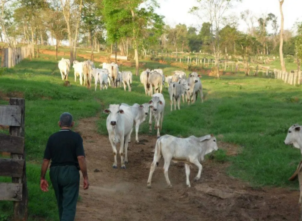Vendo Estancia en Canindeyu Villa Ygatimi — foto 3