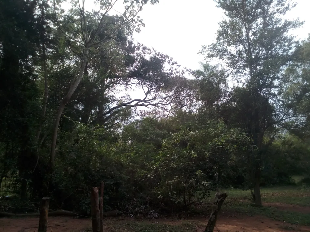 VENDO 5 HECTAREAS EN LUQUE - BARRIO TARUMANDY A 3 CUADRAS DEL ASFALTO — foto 3