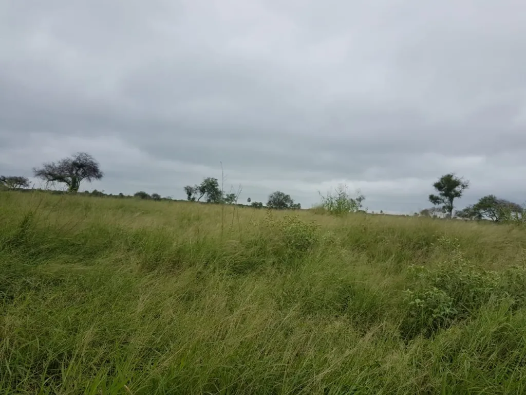 CAMPO 1.400 HECTAREAS FORTIN CABALLERO — foto 2