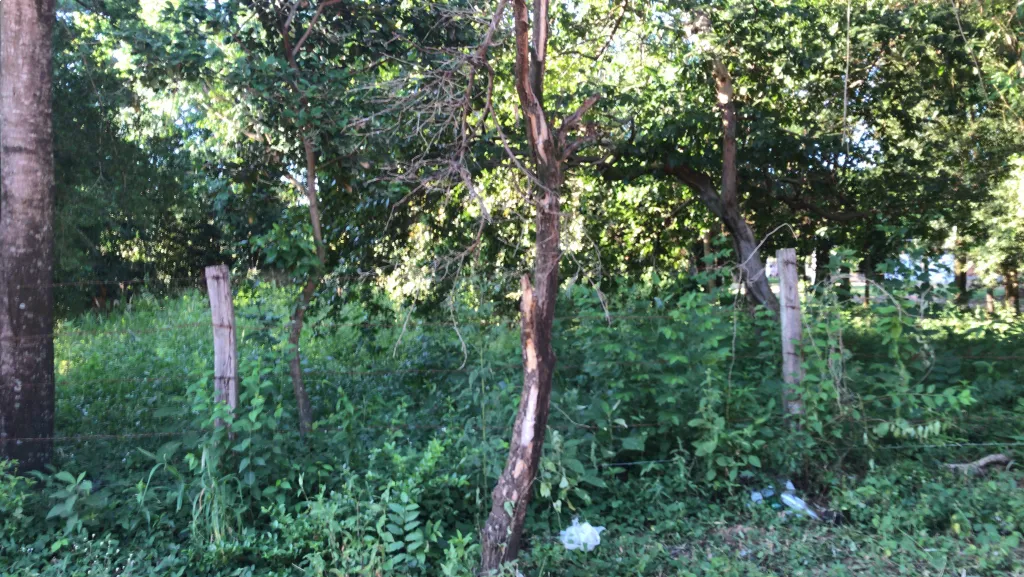 Mucho Verde, Serranía y Chipá — foto 2