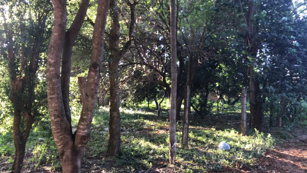Mucho Verde, Serranía y Chipá — foto 3