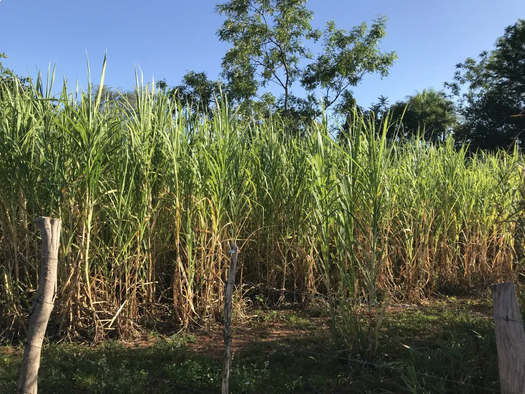 Invierte VERDE, Invierte en Eusebio Ayala — foto 2