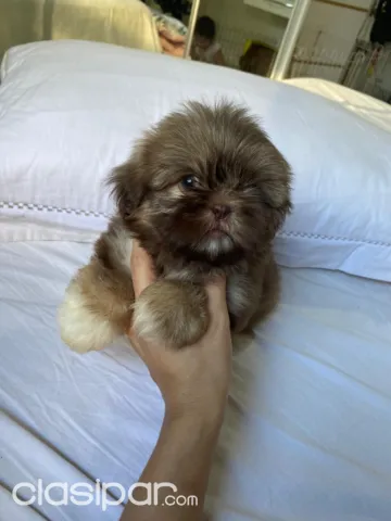 Vendo Shih Tzu Pagina 1 Clasipar Com