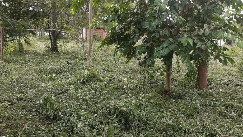Vendo terreno en Ypané - (Colonia Thompson) — foto 3
