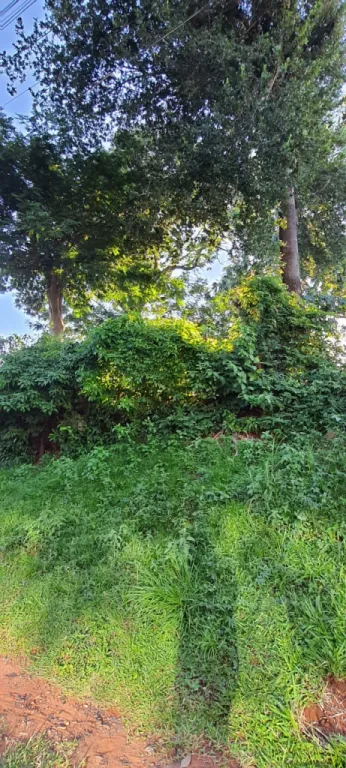 HERMOSO TERRENO DE 439 M2 SOBRE A AVDA BRUNO GUGGIARI — foto 3