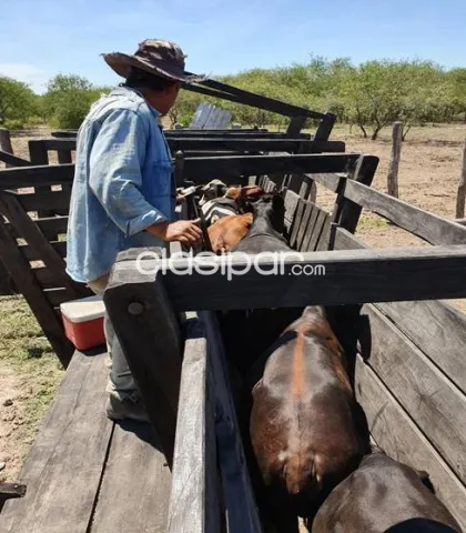 Vendo Propiedad Rural en Presidente Hayes, Distrito de Tte. Esteban Martinez — foto 3