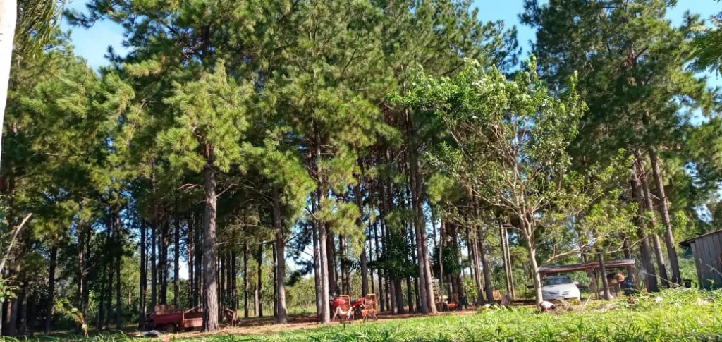 En venta propiedad de 9has, 6000 mts2 Caaguazú - Zona repatriación. San Francisco. — foto 2