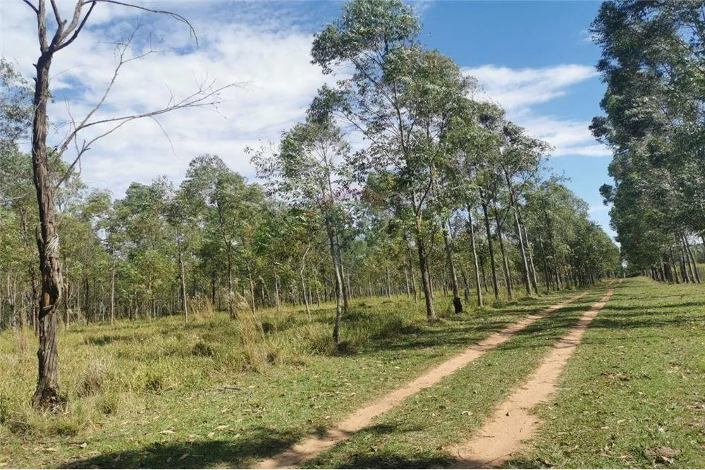 ESTANCIA DE 218 HECTAREAS EN CORONEL OVIEDO 1,115,000 USD — foto 2