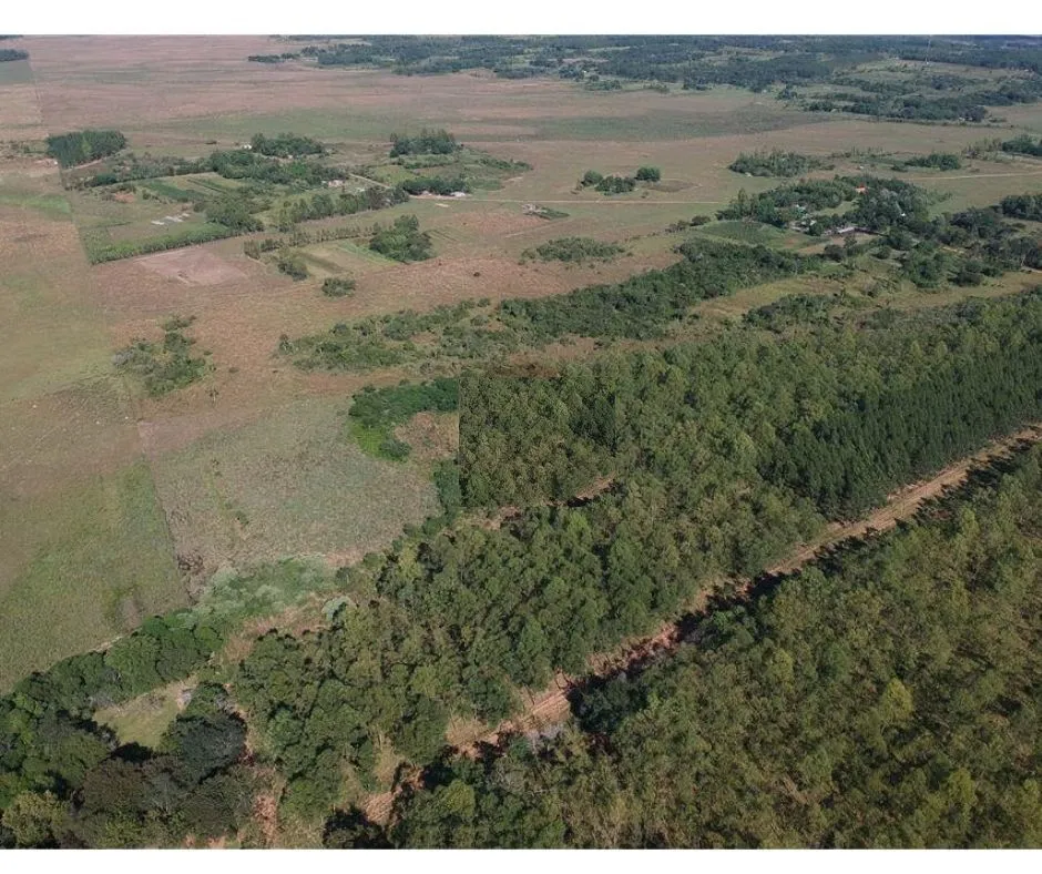 ESTANCIA DE 218 HECTAREAS EN CORONEL OVIEDO 1,115,000 USD — foto 3