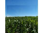 1.095 hectáreas. 750 hectáreas Mecanizadas con soja a cosechar. 200 pastura. Resto R.Vendo