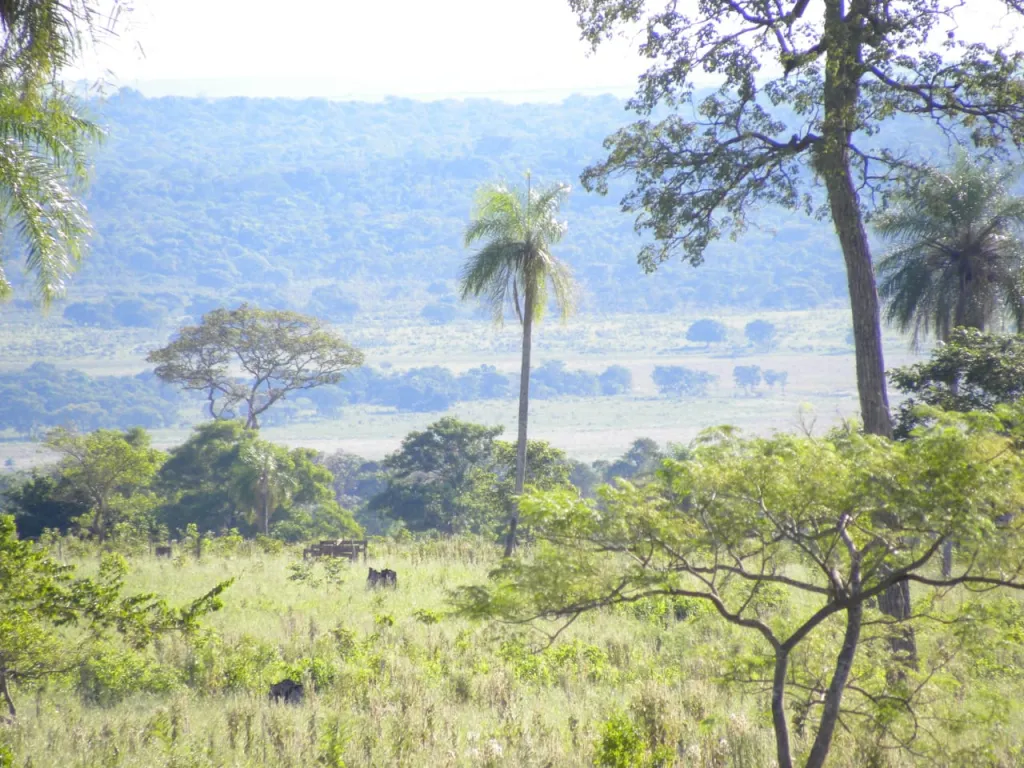 SAN PEDRO STA ROSA AGUARAY: 7400 HAS, SOJAS, HUMEDALES, TIERRA COLORADA, PASTURAS. — foto 3