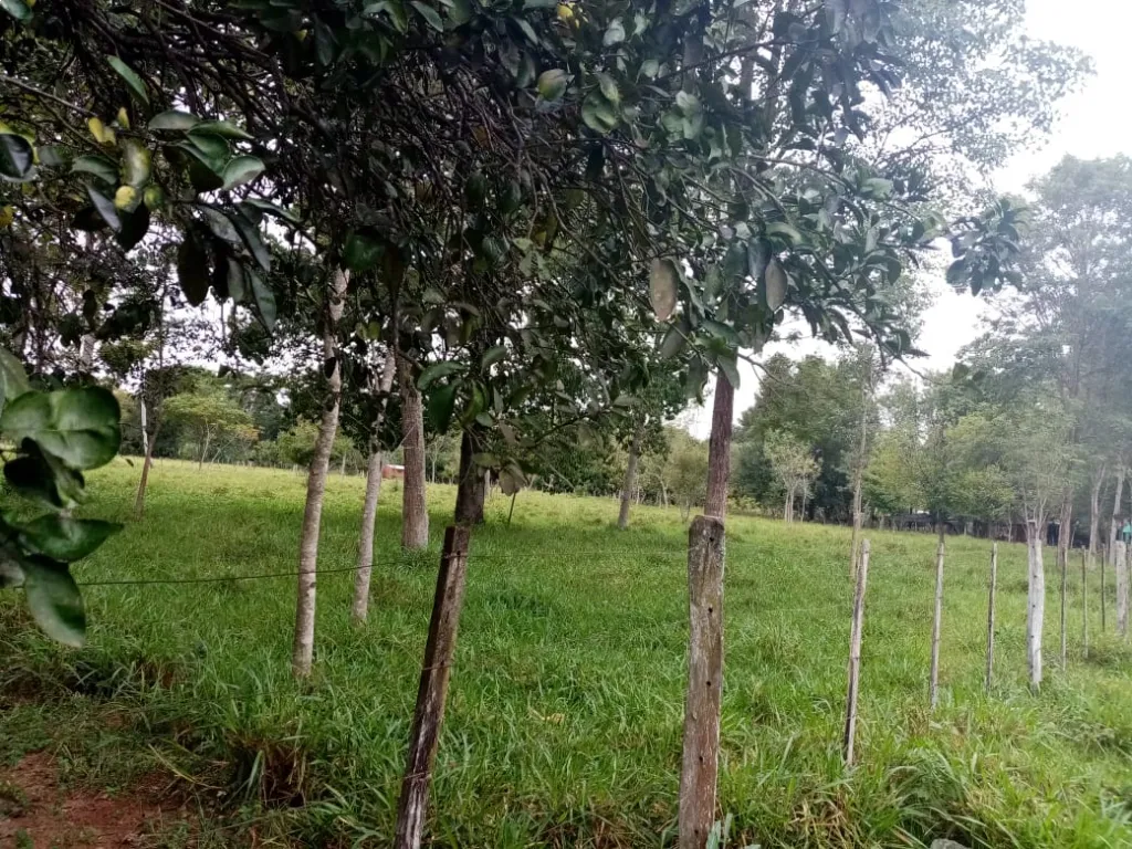 Vendo granja de 16 ha en concepción — foto 2