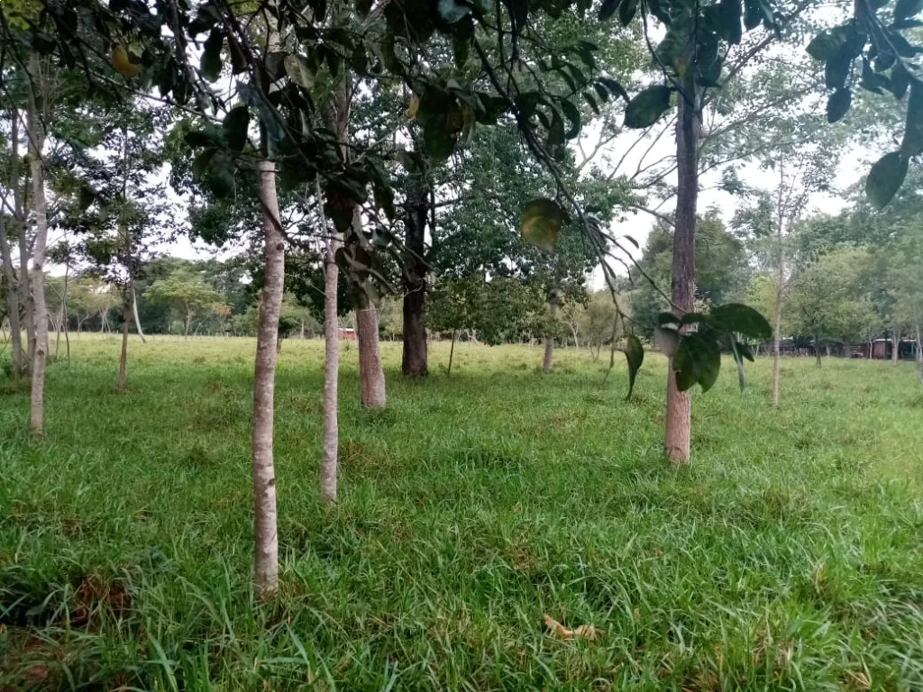 Vendo granja de 16 ha en concepción — foto 3