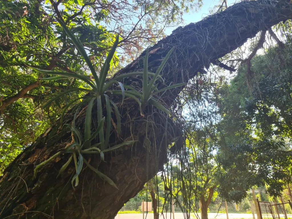 Vendo Terreno en San Bernardino — foto 3