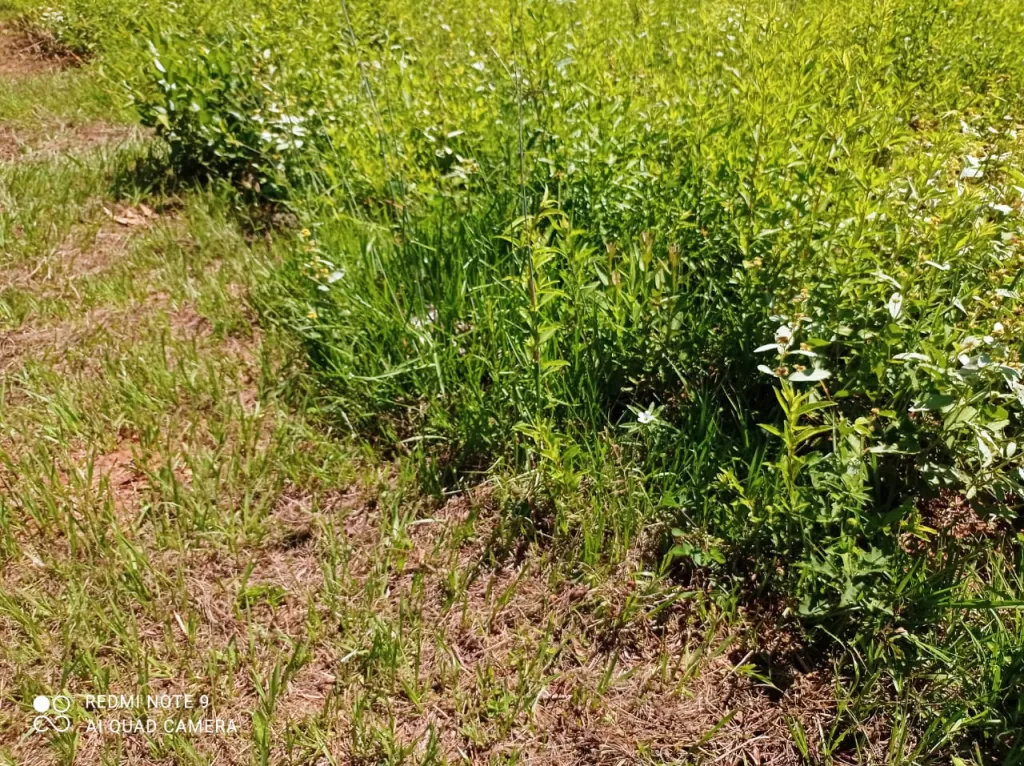 Vendo 1 hectárea — foto 2