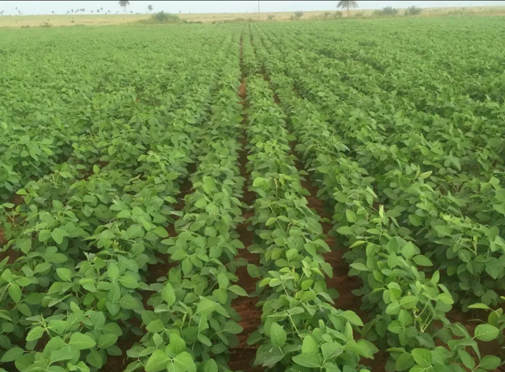 Vendo 5800 hectáreas en Alto Paraná — foto 3