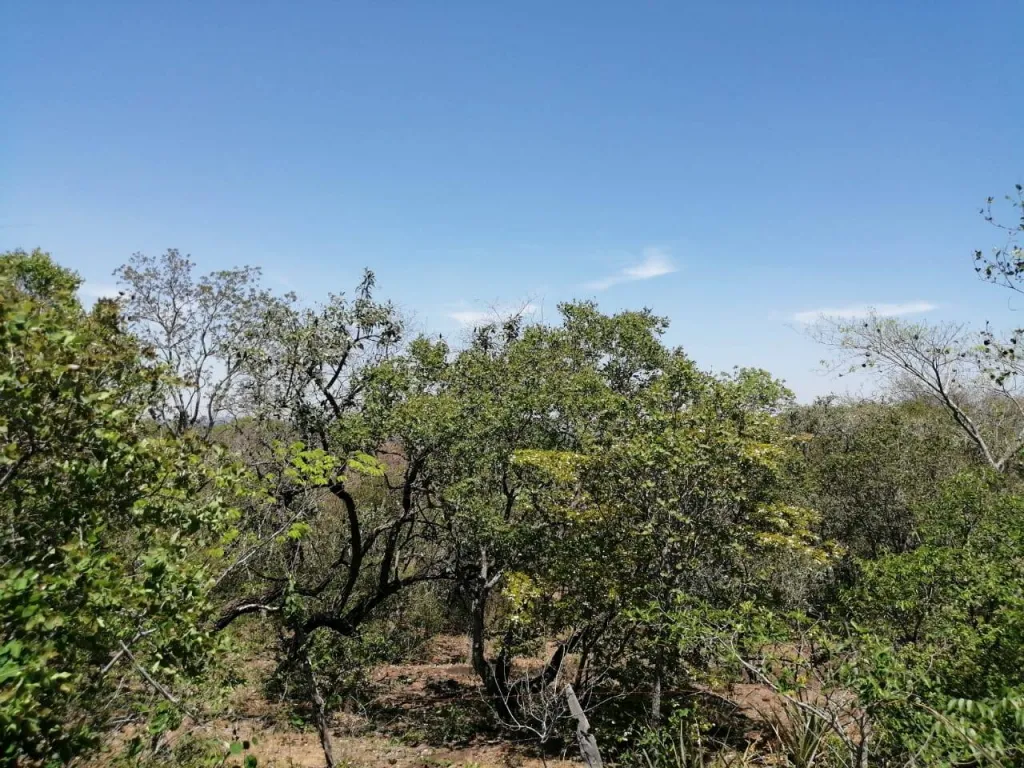 VENDO HERMOSA PROPIEDAD EN SAN BERNARDINO COD 3285 — foto 3