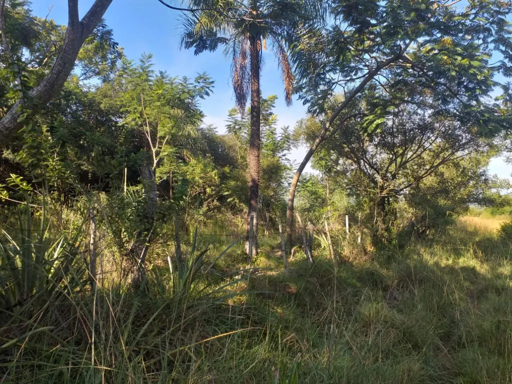PIRAYÚ – PARAGUARÍ: MARAVILLOSAS 31 HAS, P LOTEAMIENTOS 45.000.000 GS HA. — foto 3