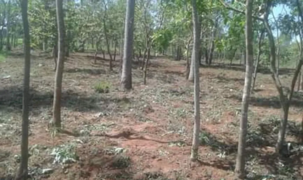 Vendo terreno — foto 3