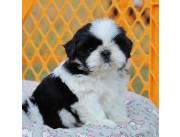 VENDO CACHORRO SHIH TZU 100%