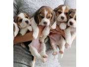 VENDO CACHORROS BEAGLE TRICOLOR ..!!!