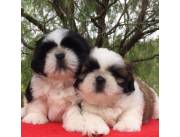 VENDO CACHORROS SHIS TZU.