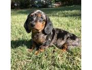 VENDO CACHORROS TECKEL MINIATURA ARLEQUÍN 100%