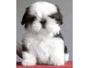 VENDO CACHORROS SHIS TZU MINIATURA.