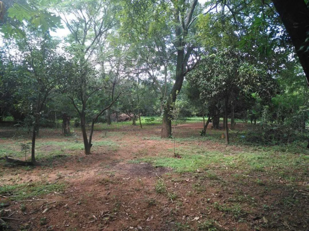 VENDO TERRENO DE 2 HECTAREAS EN LIMPIO SOBRE RUTA — foto 3