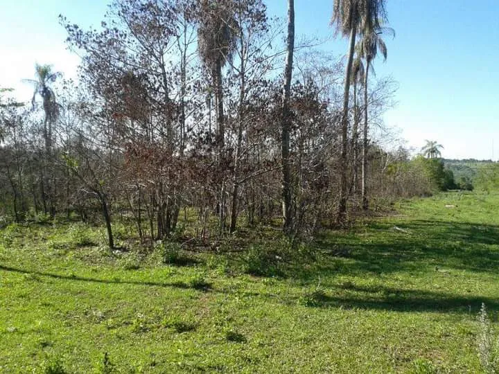 10 terrenos juntos en Escobar distrito de Paraguari — foto 2