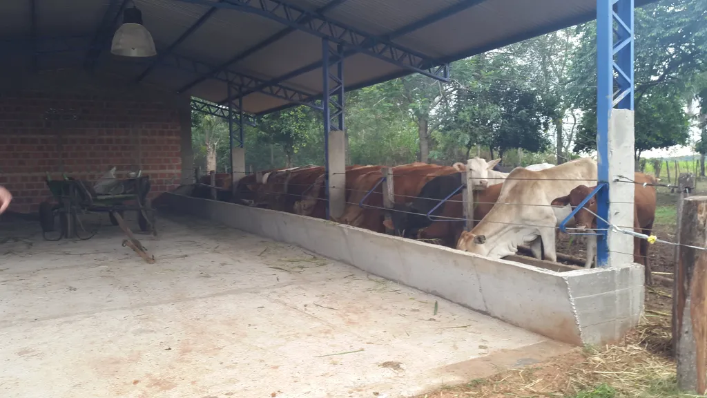 28 Ha en San Estanislao, Ganadera en producción, Inversión asegurada. — foto 3