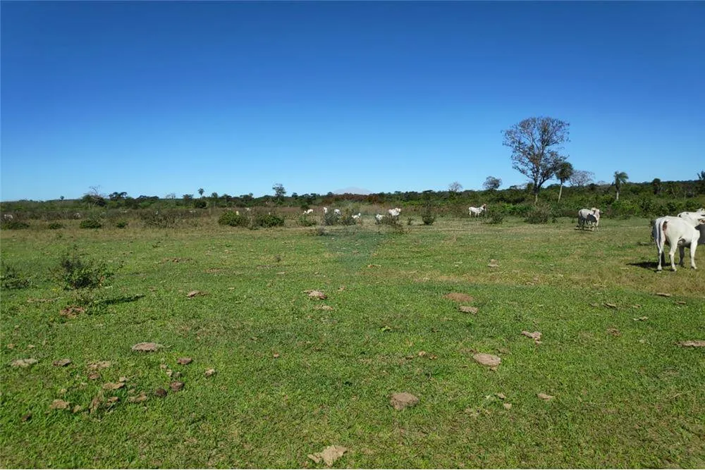 ESTANCIA AGROGANADERA EN CONCEPCION — foto 2