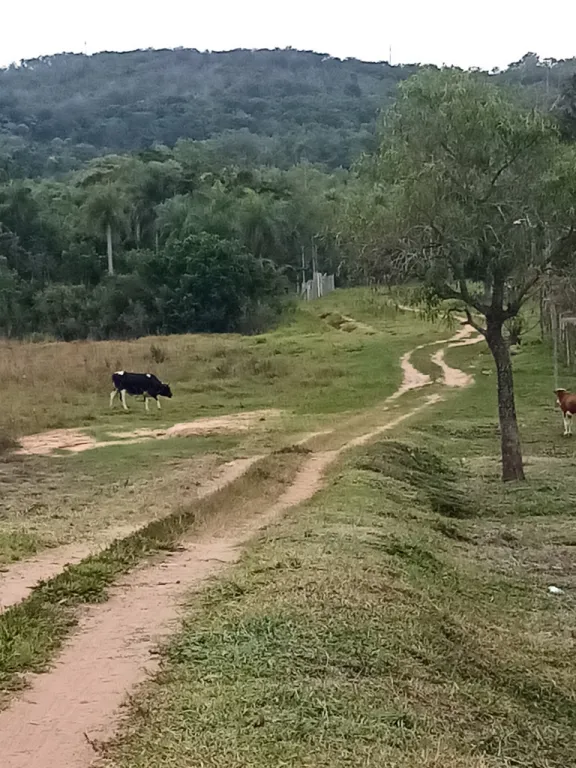 TİTULADO — foto 2