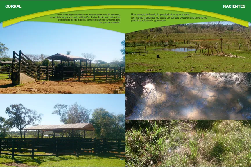 Vendo granja de 24 has. en Cnel. Oviedo – Caaguazu — foto 3