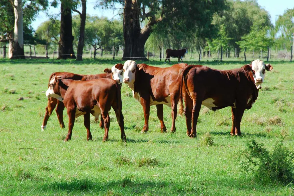 ESTABLECIMIENTO GANADERO, 2800 HAS. Z BOQUERON- NEULAND, 65 KM DE MCAL. ESTIGARRIBIA — foto 2