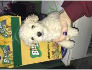 Caniche toy macho y hembra