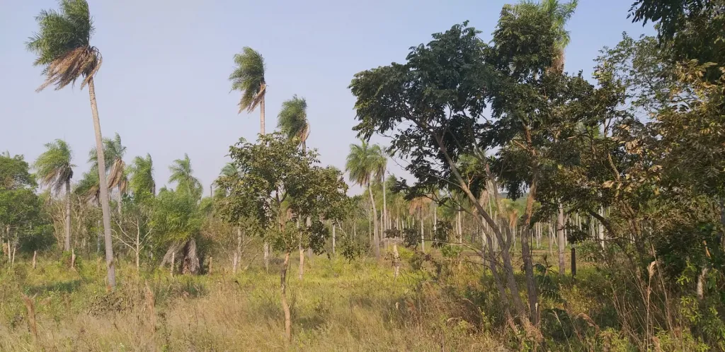 Vendo 3 hectárea a 200 millones cada hectarea — foto 2